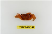 藏品(方形大額蟹)的圖片